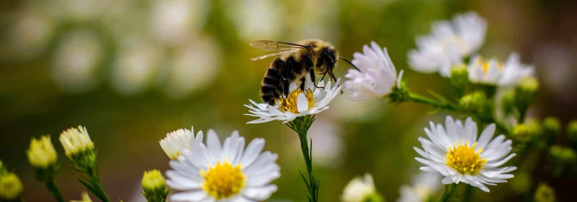 A bee collecting nectar and pollen from a daisy flower